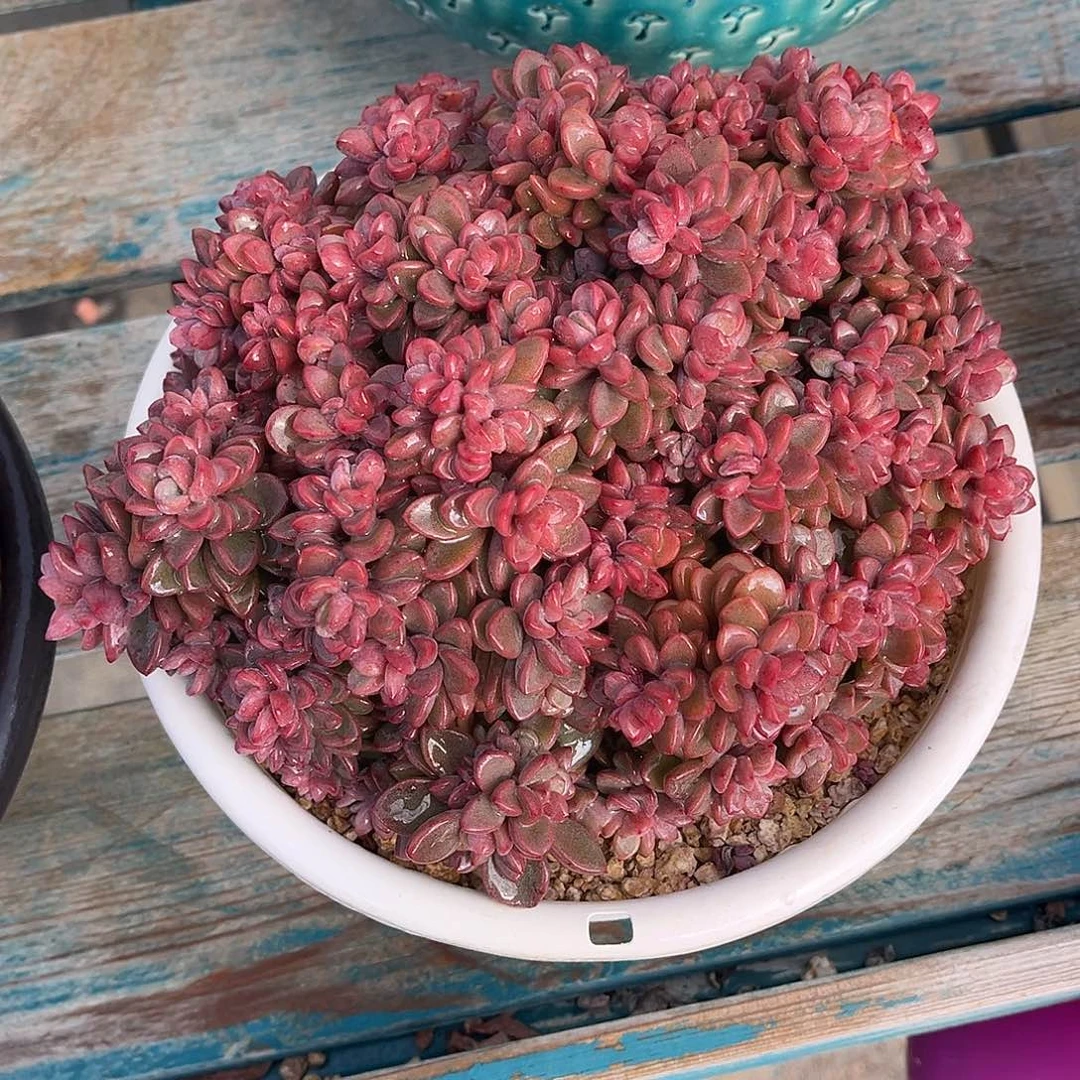 紫心多肉一物一拍