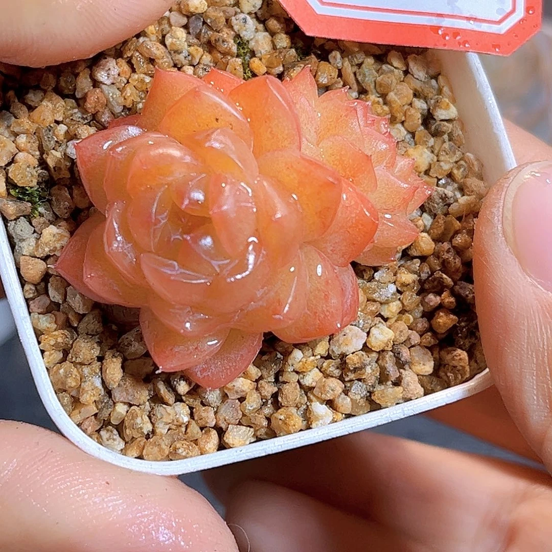 G326 一物一拍多肉  小蜜蜂