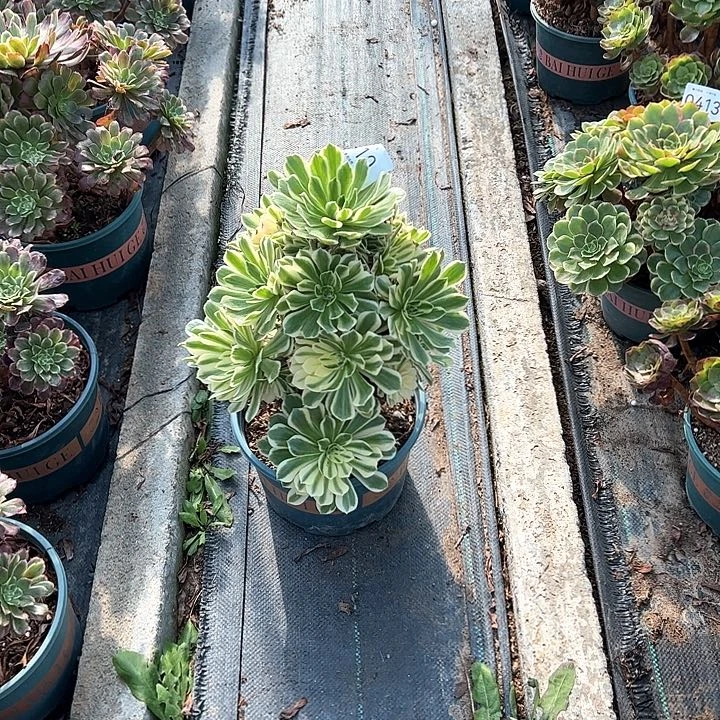 0410燕宁多肉植物