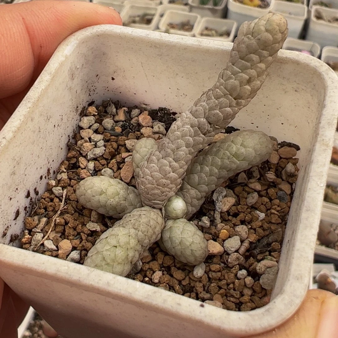 185多肉植物种类多样