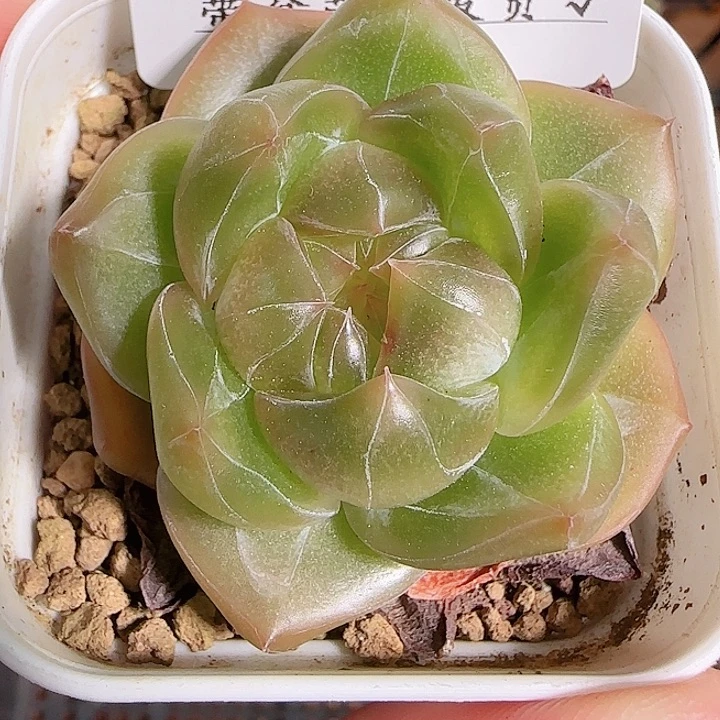 1115-------215福利