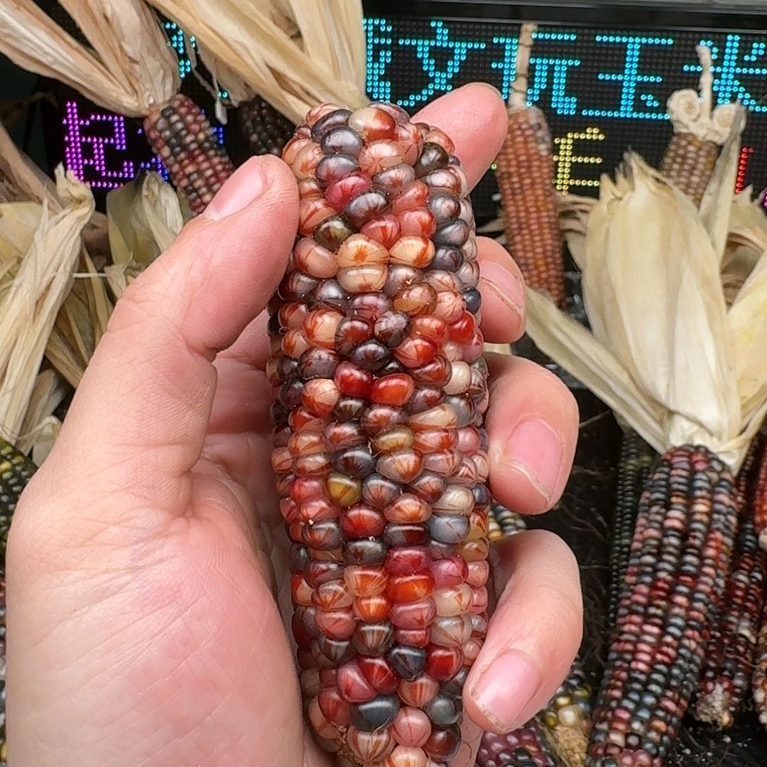 柏香籽/百香籽吊坠煦*