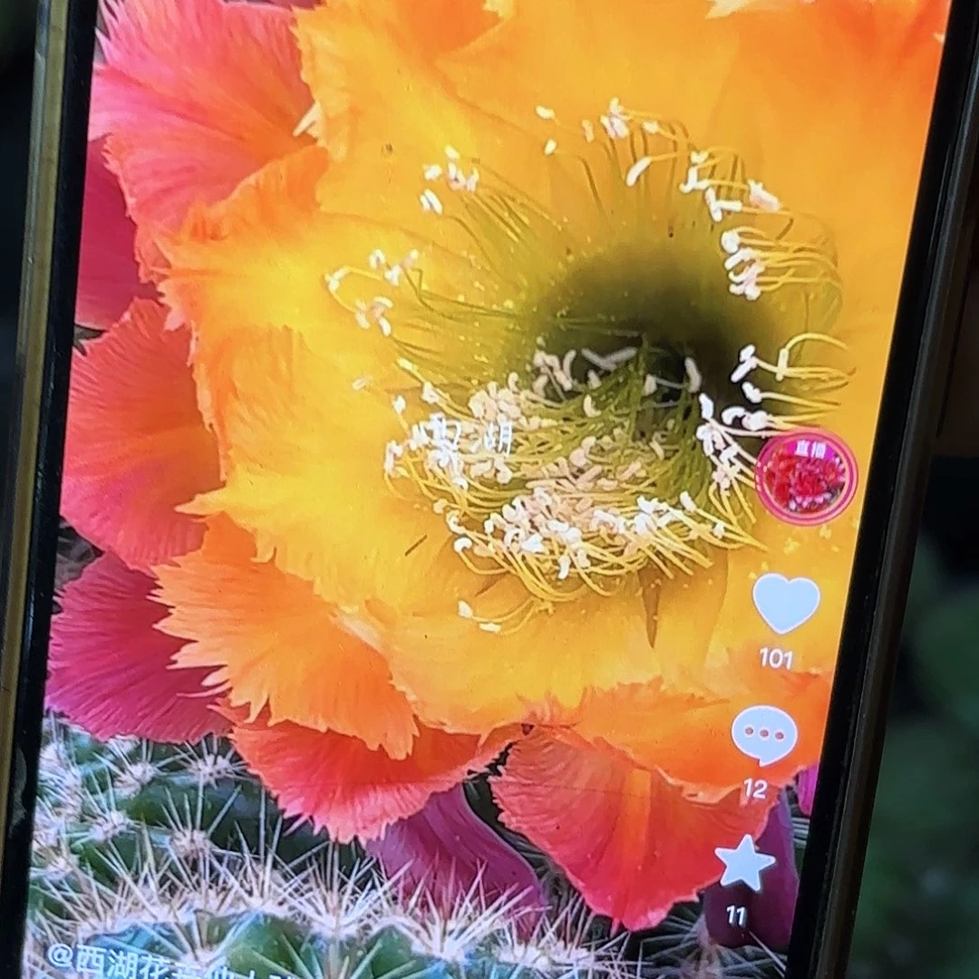 绣球彩侧牙20包邮仙人球6