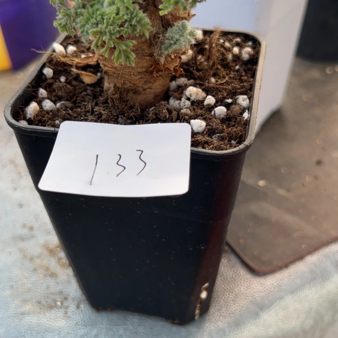 玩***弹11.23羽叶多肉植物组合133