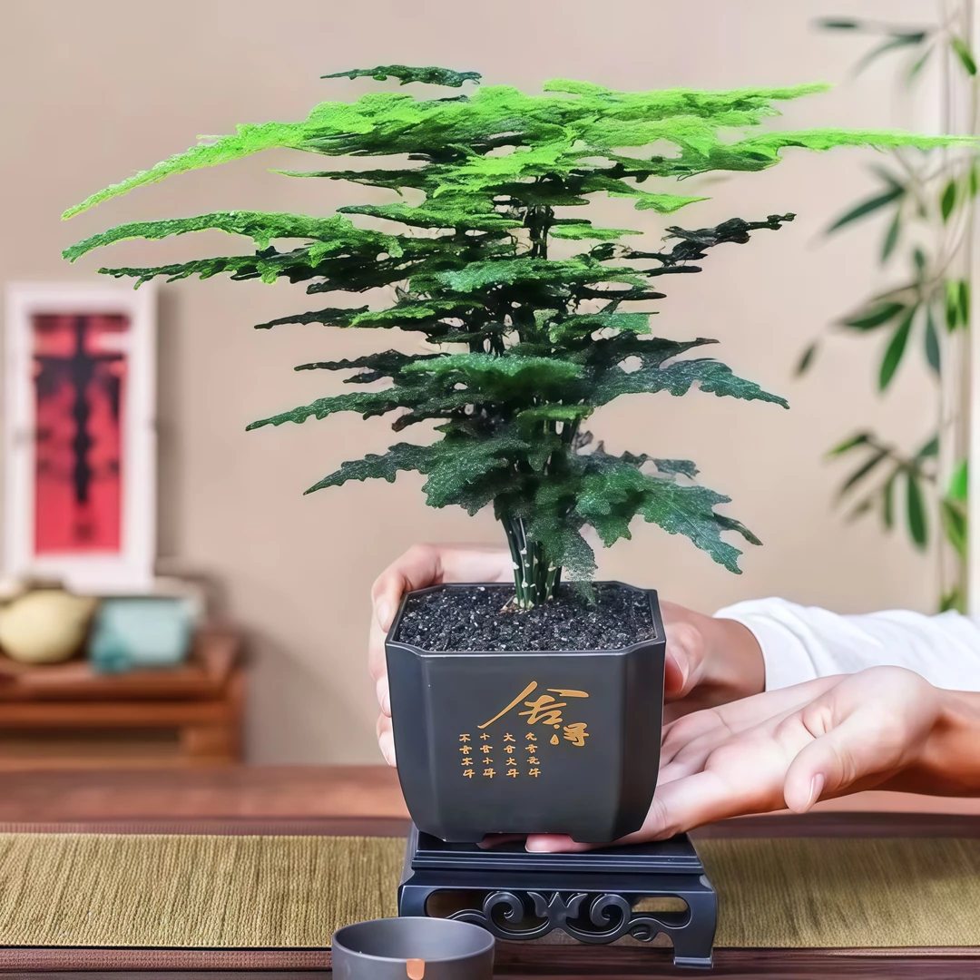 客厅中古风文竹盆栽植物室内花卉四季常青盆景办公室桌面绿植好养