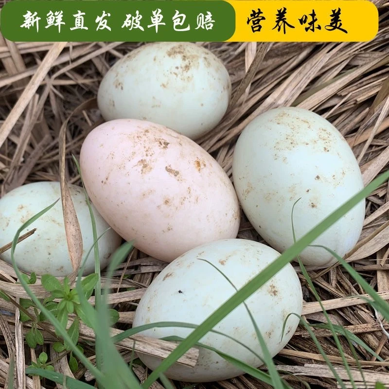 【农家土鸭蛋】正宗土鸭蛋现捡现发农家散养鸭蛋新鲜营养破损包赔