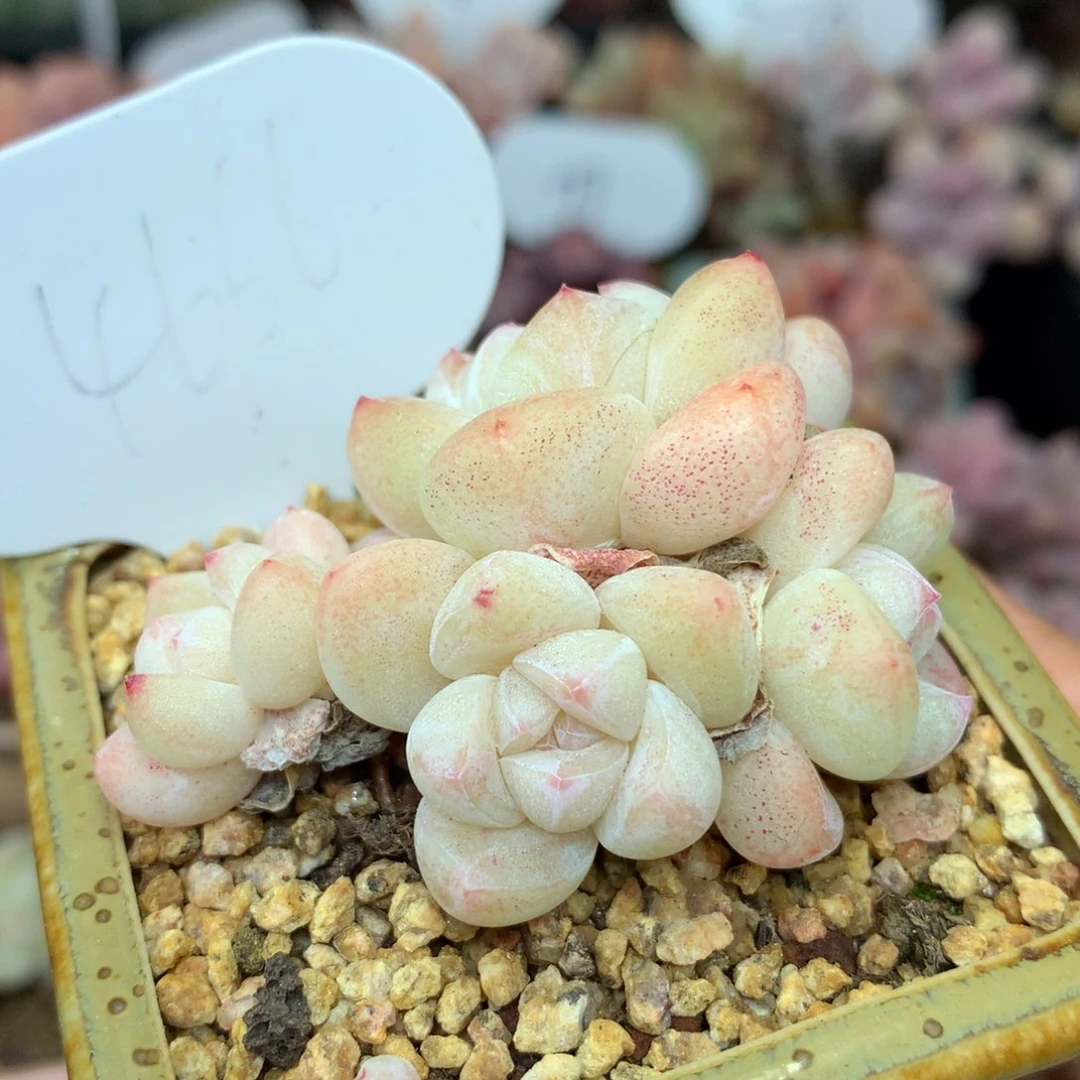 奶油冰玉4头无砍群4666