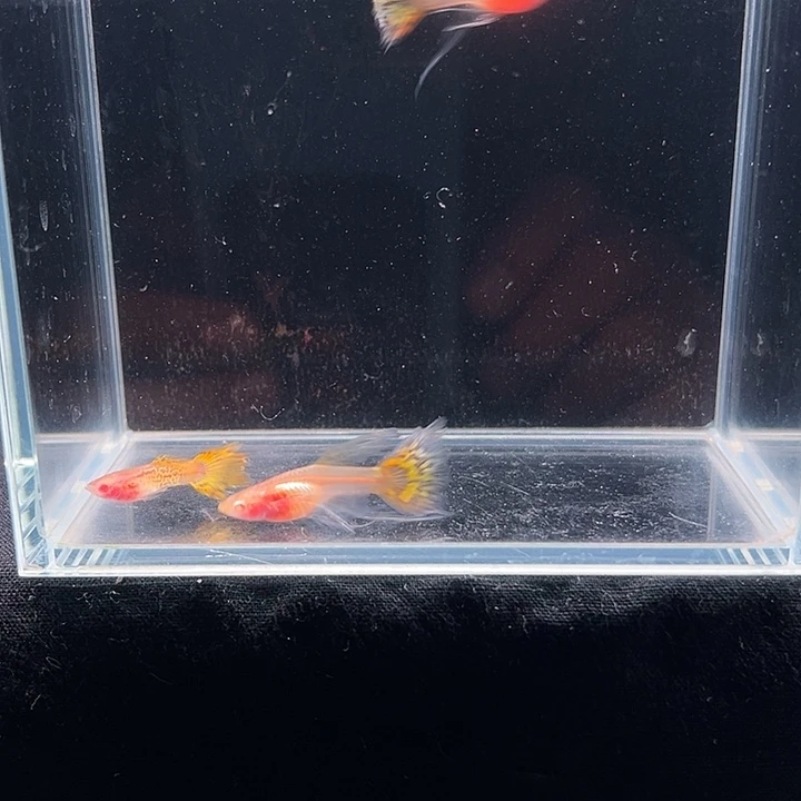 孔雀鱼马赛克白子大C