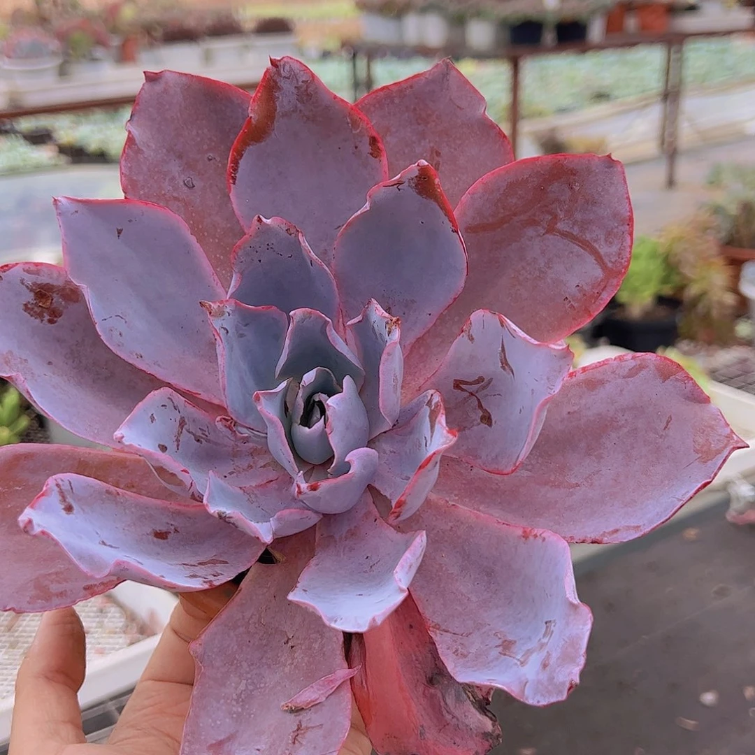 晚霞仙子超级大大单头精品老桩