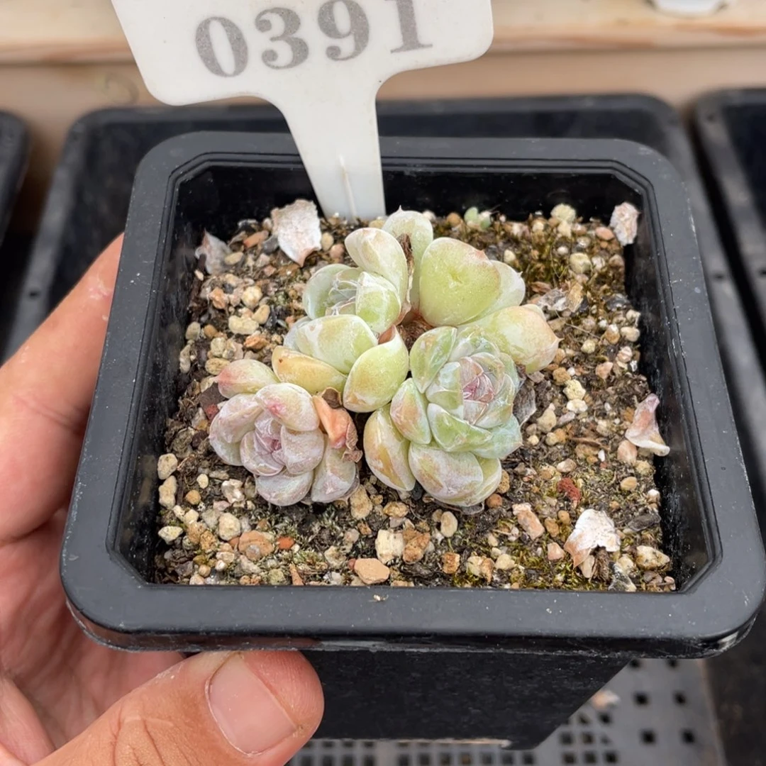 0391汉堡不带盆7厘米