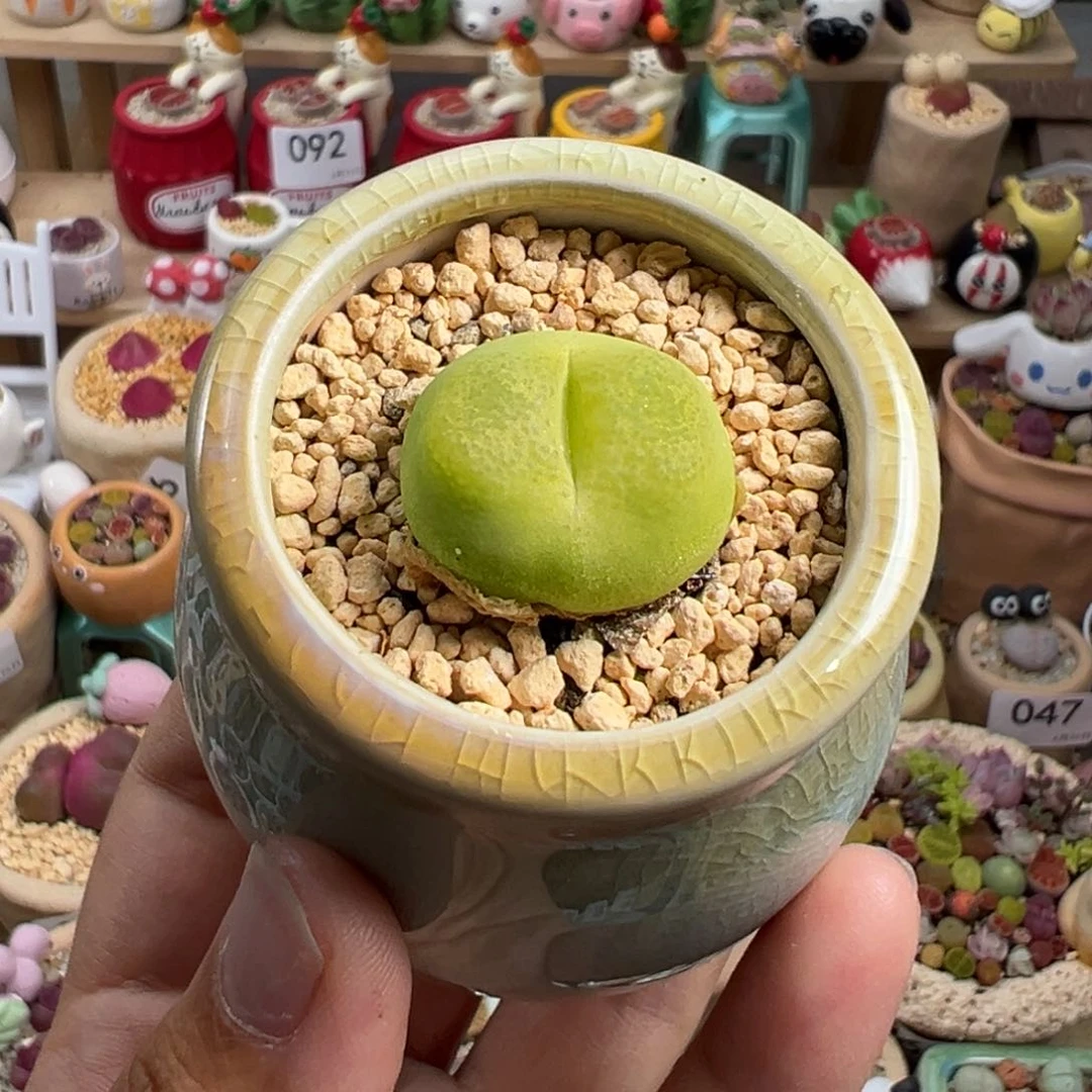 多肉植物99号毛毛