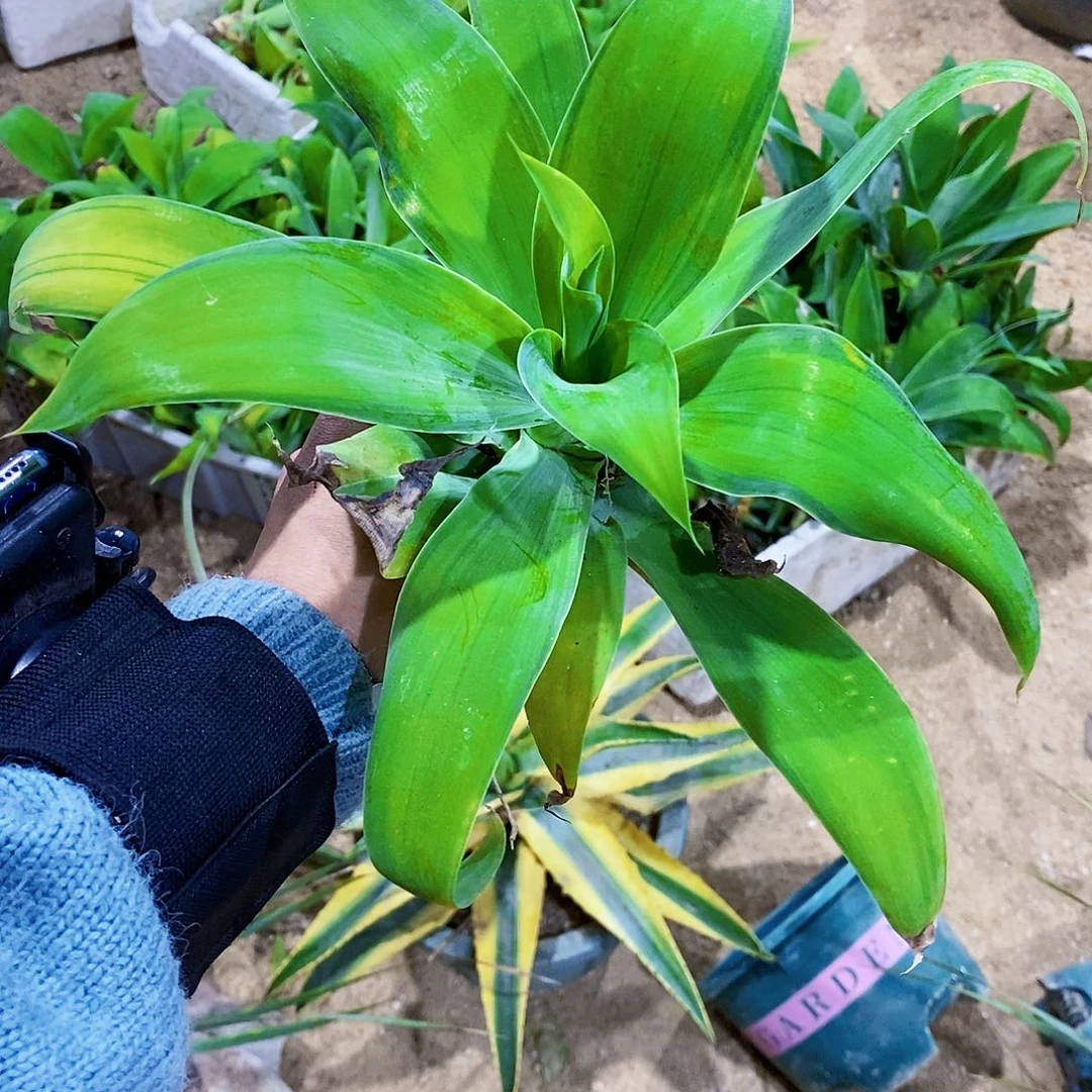 狐尾浅中斑冠幅30厘米左右