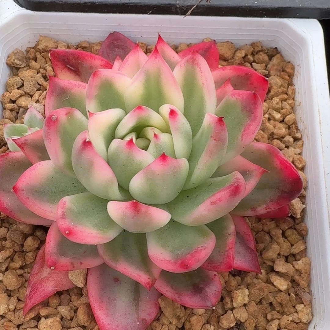 卡丽丝托一物一拍