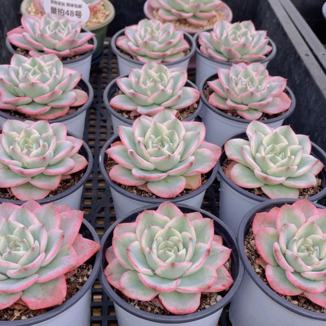 量拍48号 奶油黄桃锦单头一个带盆土