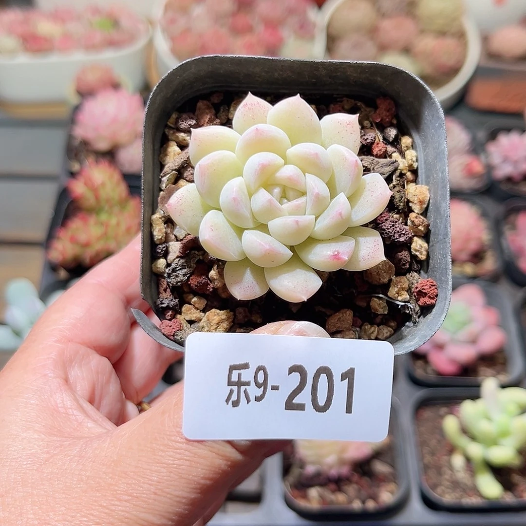 乐9-201 白雪单头