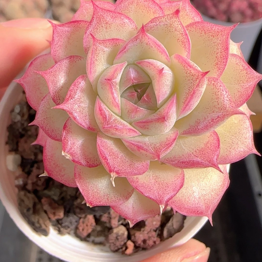 多肉1230-143女王玫瑰