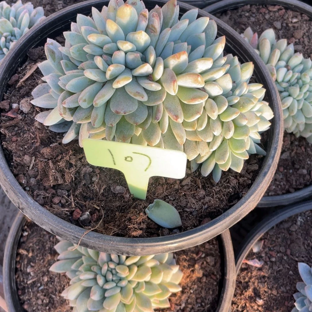 107号星影缀化多头