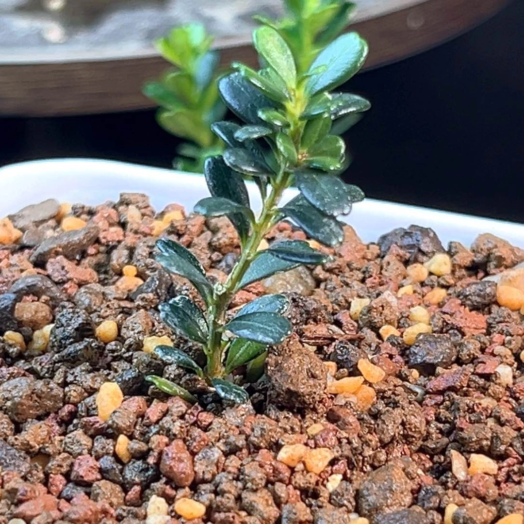 无花朵凤米黄杨一物一拍