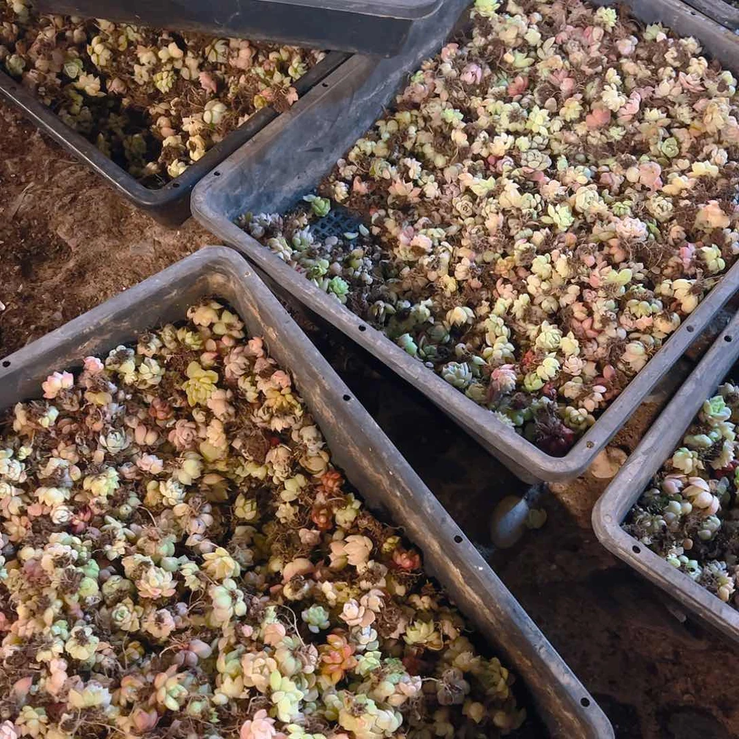 小卡拉蜜保底100颗饭盒装量拍