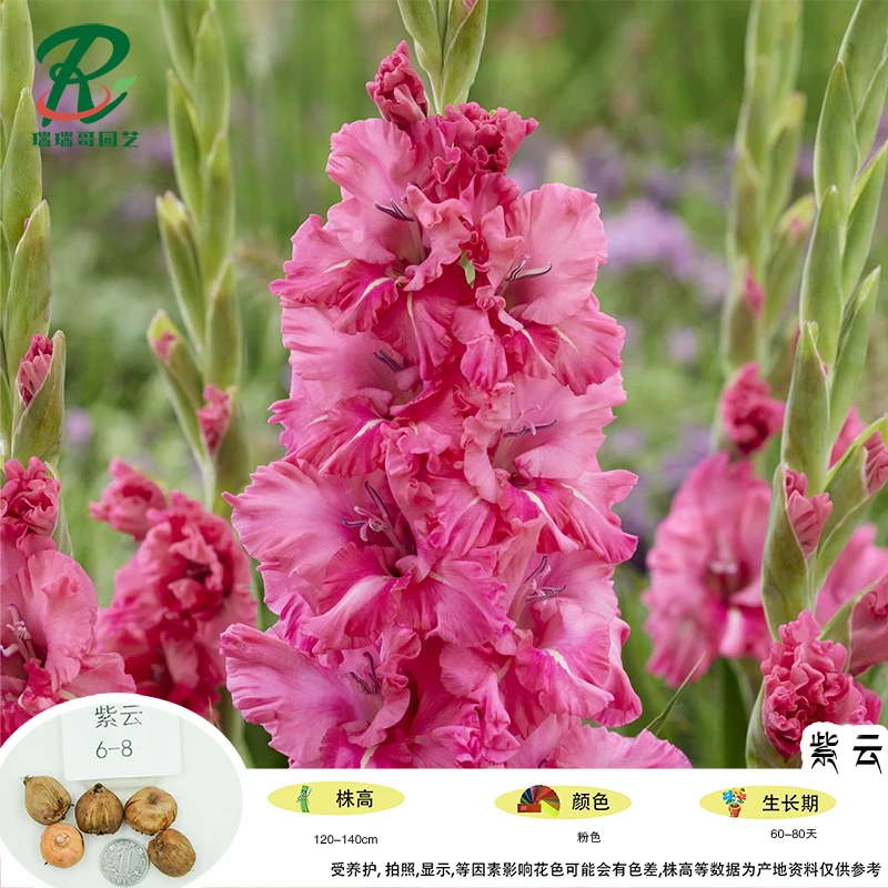 5颗【紫云】唐菖蒲剑兰种球荷兰进口花卉室内庭院四季