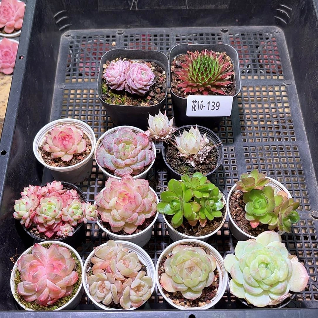 花利美16-139框拍13颗