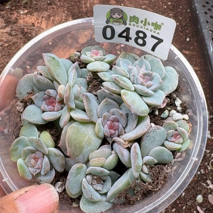 丁***霞多肉植物多肉植物