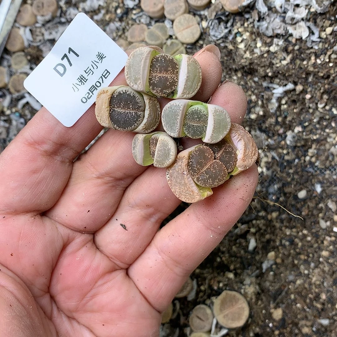 一*D71多肉植物保护研究所