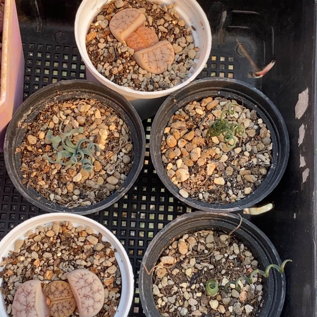 0298 西瓜大棚的定向