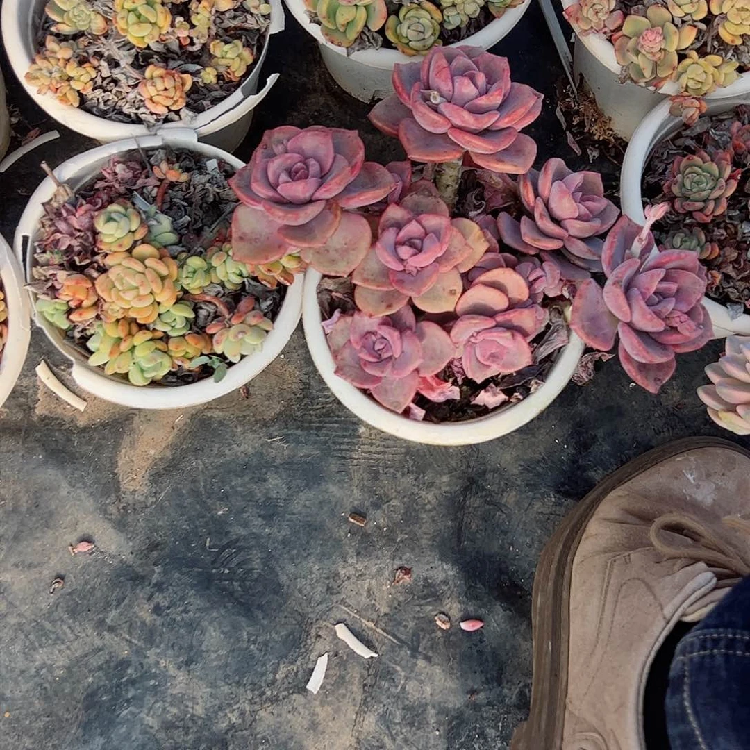 彩虹糖多头大盆群