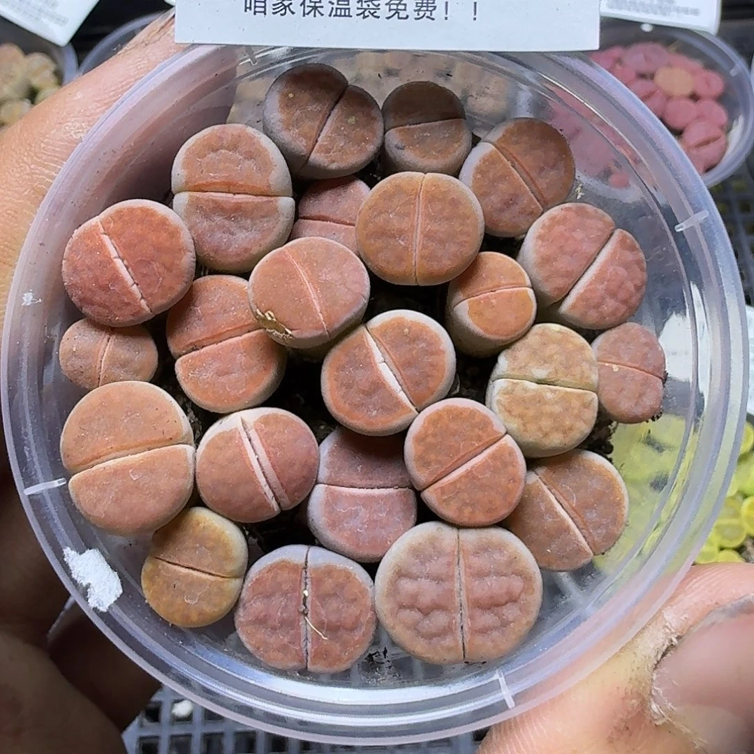 1668 哈哈哈哈哈哈哈哈哈哈哈