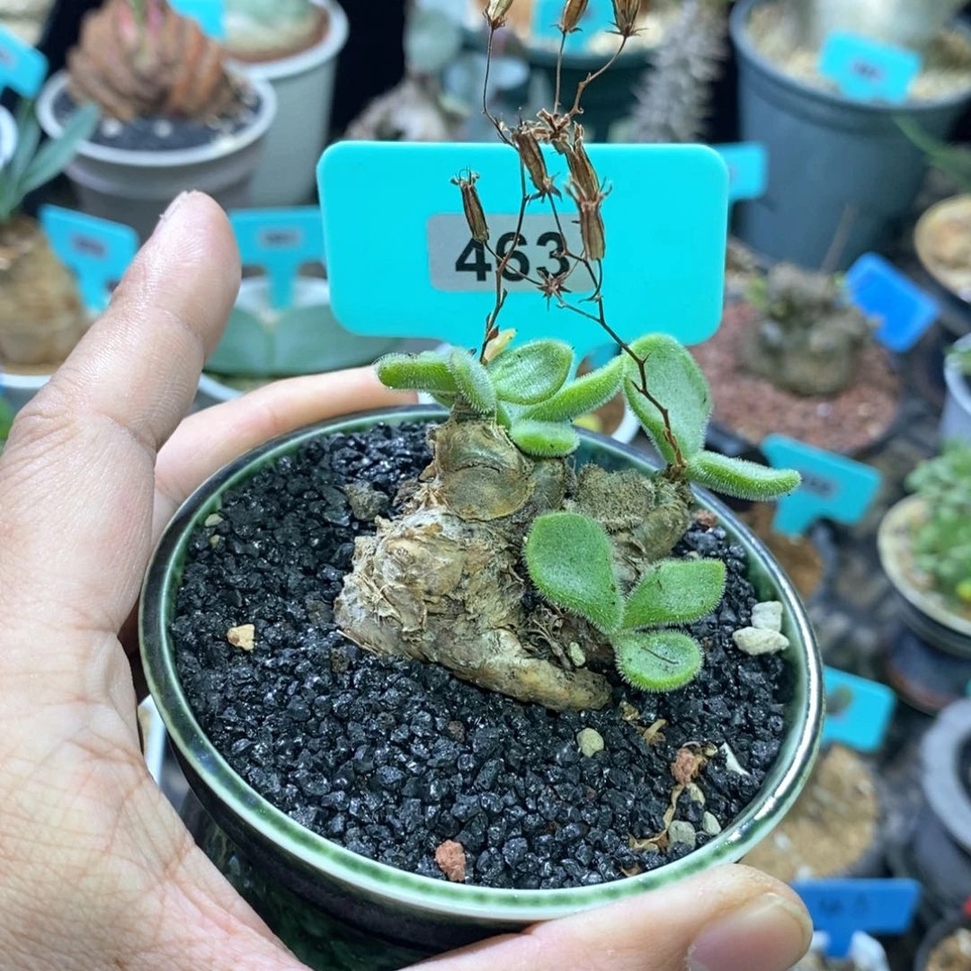 薛辉圣塔产地多肉植物