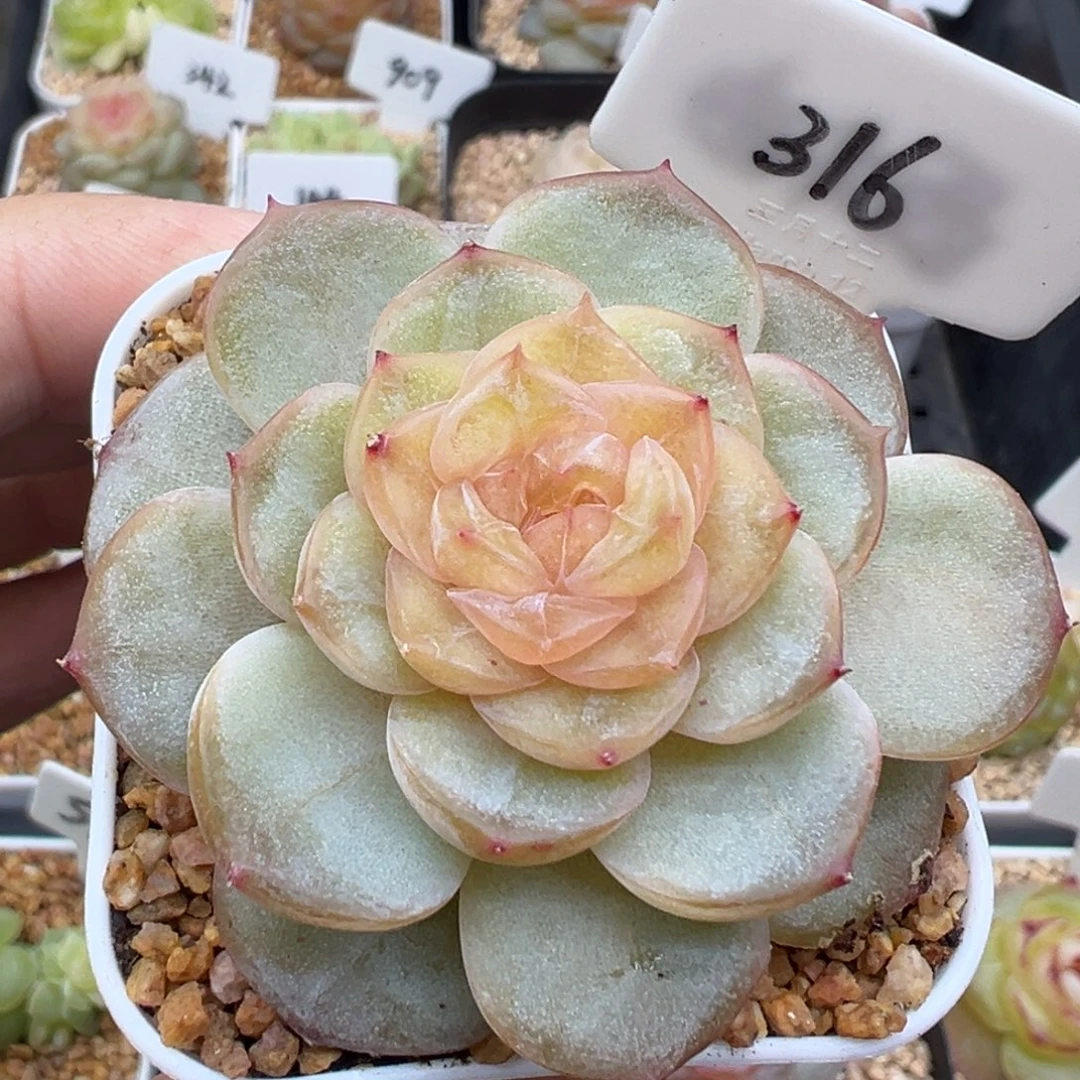 316号风花雪月系列芙蓉