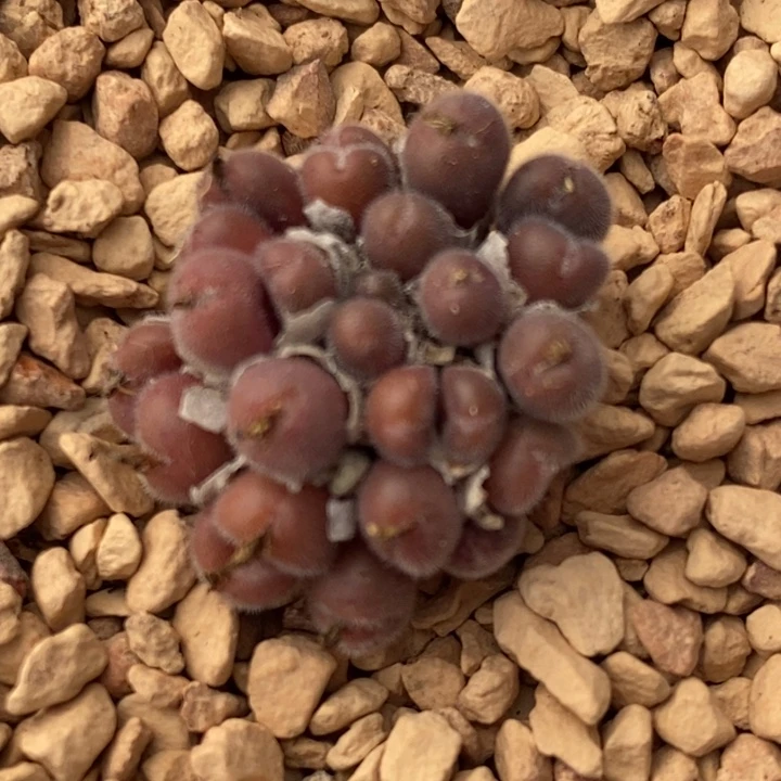 1957毛球一群一群