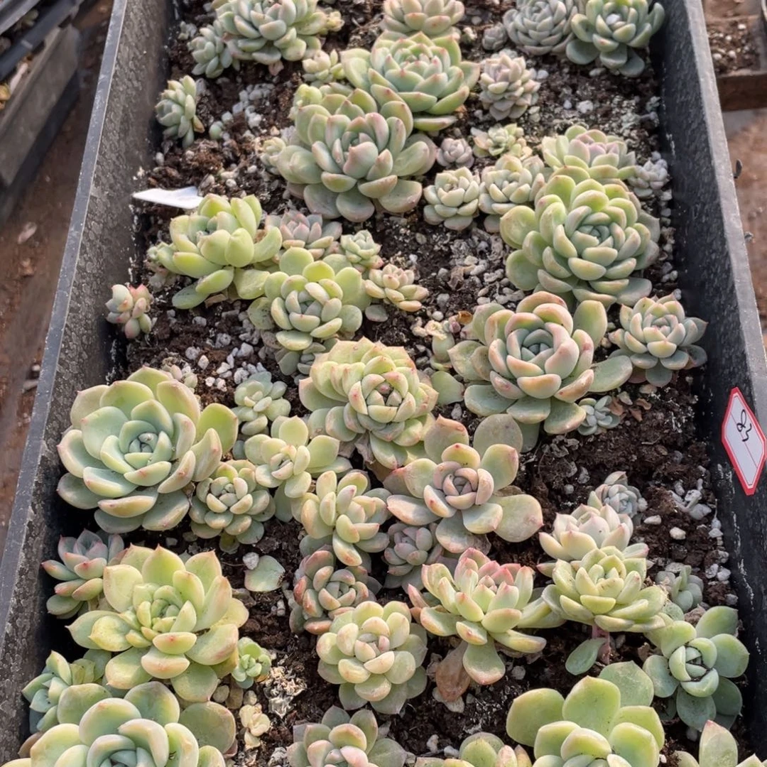 83 欧泊播种苗特价一筐，不包保温不包售后