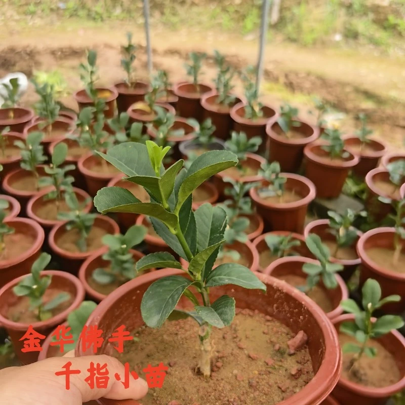 金华佛手盆栽千指小果树苗阳台庭院楼顶简单易养护型基地直接发货