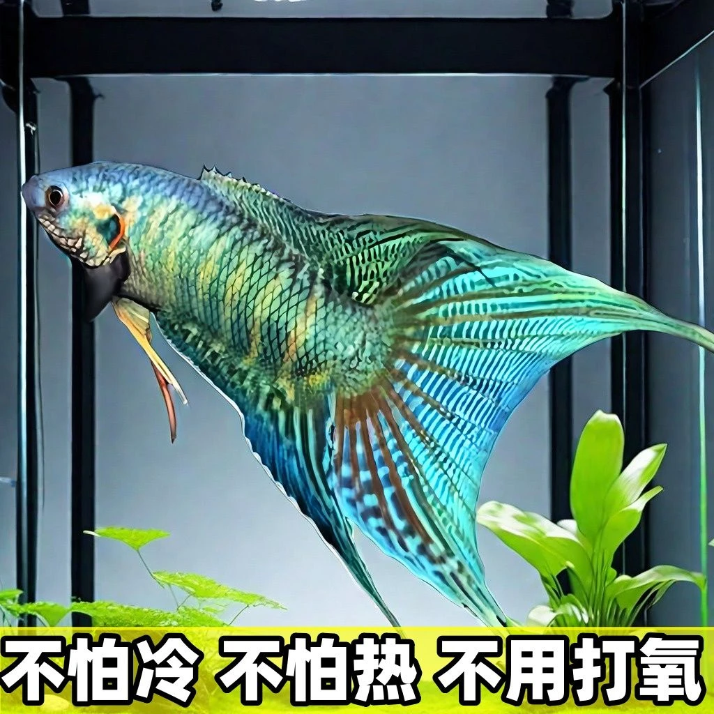 中国斗鱼 改良长尾蓝叉 冷水观赏鱼 懒人鱼 耐养  无需打氧