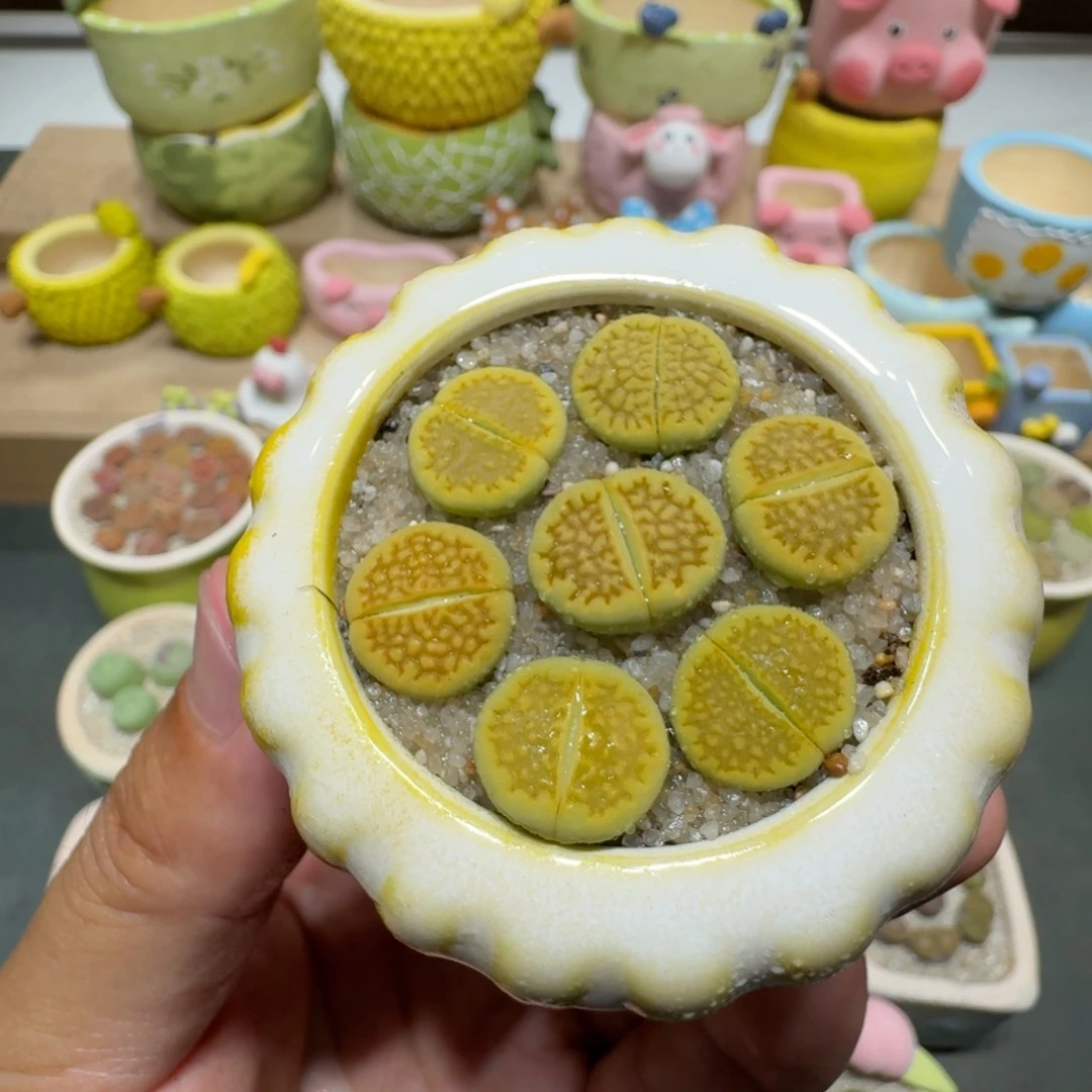 蘑菇204黄巴厘彩拼