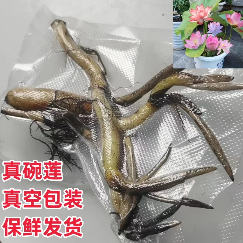 鱼塘鱼池桌面水生花卉碗莲种根荷花种藕带芽发货小荷花大荷花花苗