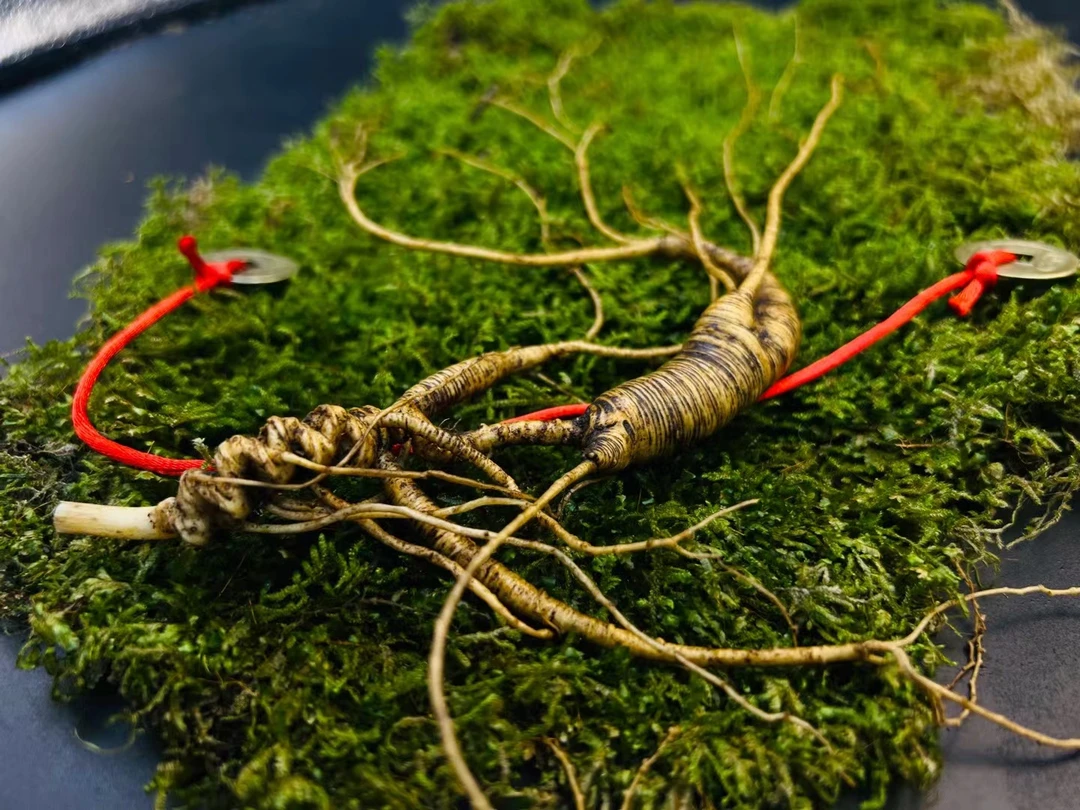 小峰长白山林下参，密籽飞，以直播间实物为准，一物一拍改价链接