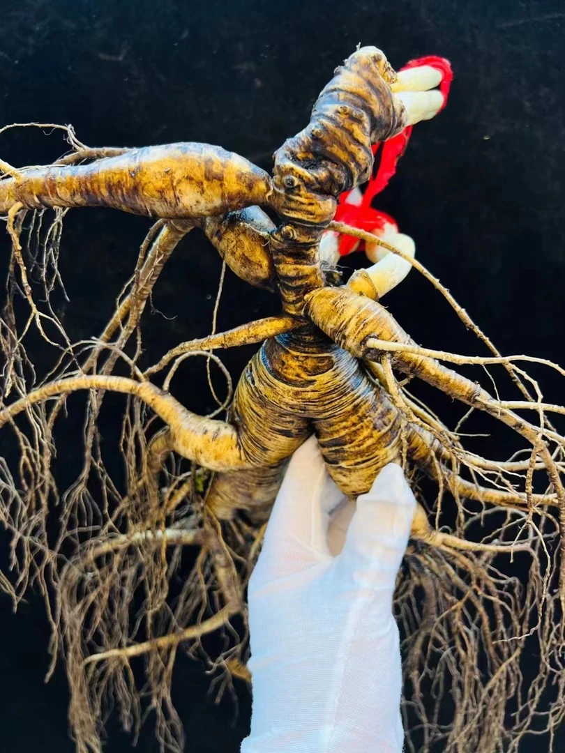 小峰长白山新鲜林下参改价链接，具体发货实物以直播间实物为准