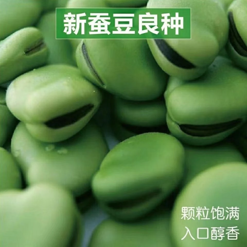 精选早熟蚕豆种子豌豆种子大粒高产大荚四季播种籽