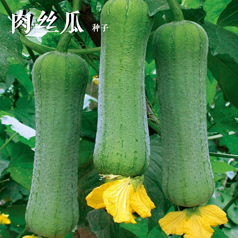 丝瓜种子长香丝瓜/大肉丝瓜/菱角丝瓜家庭种植蔬果种子蔬菜