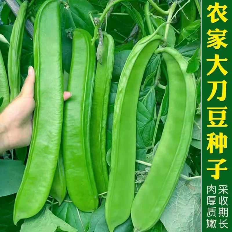 籽种拍三送一大红刀豆种子高产耐热四季蔬菜大刀豆角种籽优质播种