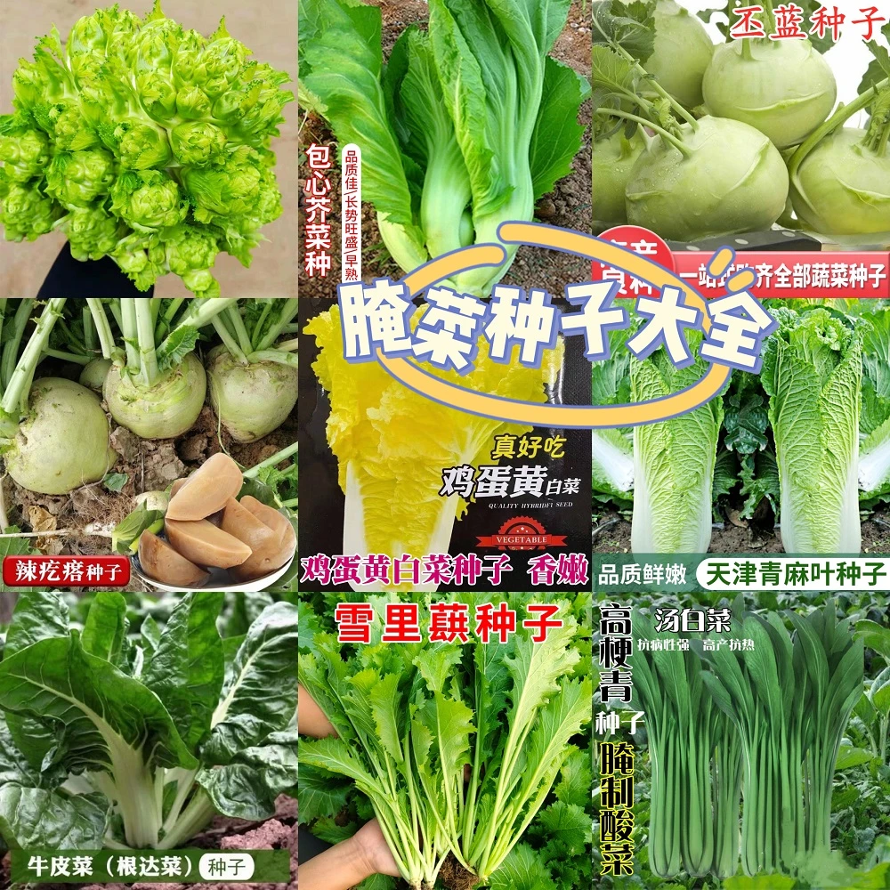 拍三送一冬储腌制腌菜种子酸菜咸菜泡菜储存菜大全耐寒好种植