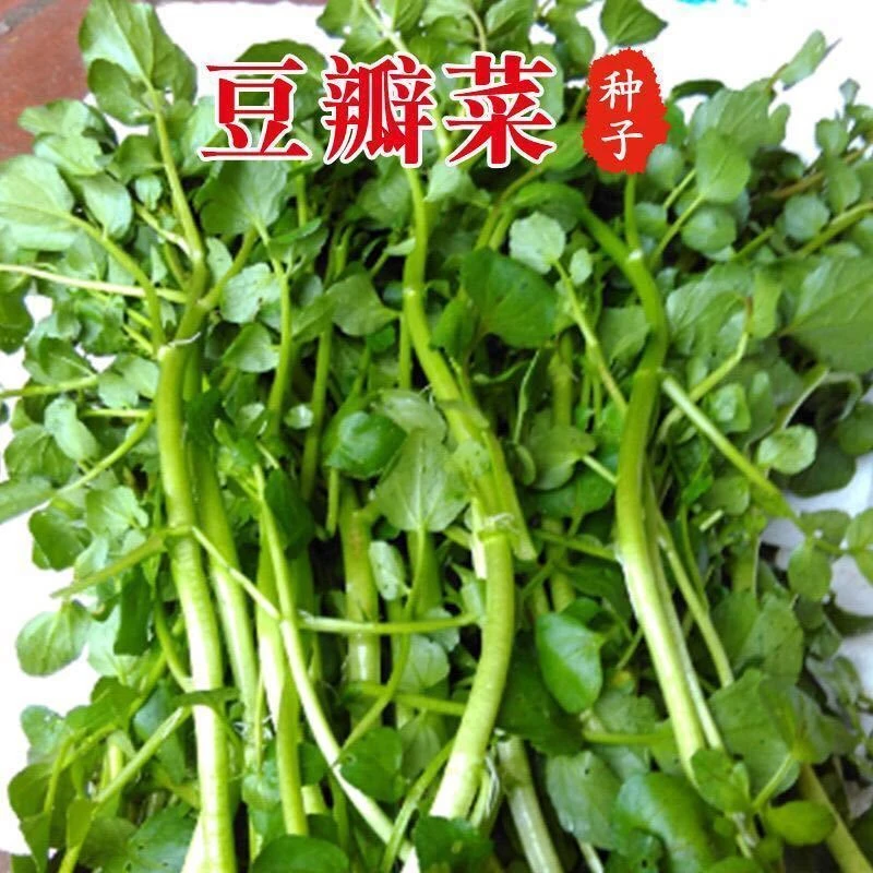 西洋菜种籽豆瓣菜种子可连续收割四季播种盆栽野菜