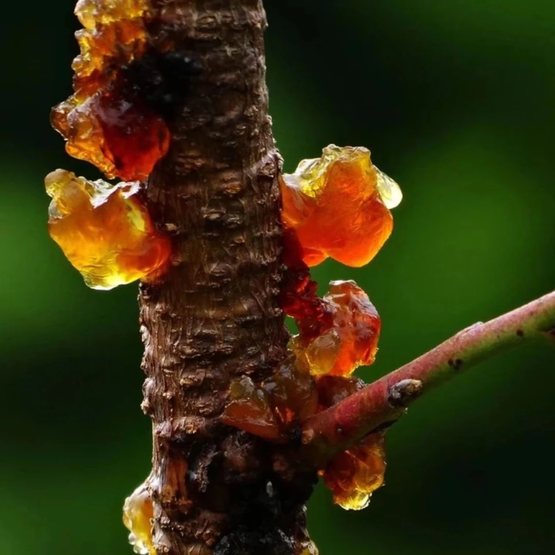 【桃胶】随州老树桃胶桃花泪珍珠桃胶500克