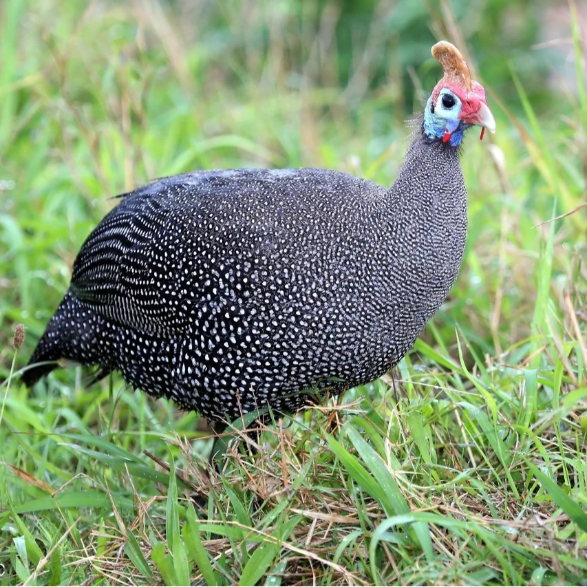 正宗农家散养300多天珍珠走地鸡纯粮食蔬菜喂养（京东包邮）