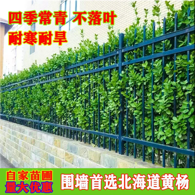 北海道黄杨苗大叶冬青苗四季常青庭院围墙围栏耐寒植物绿篱笆树苗