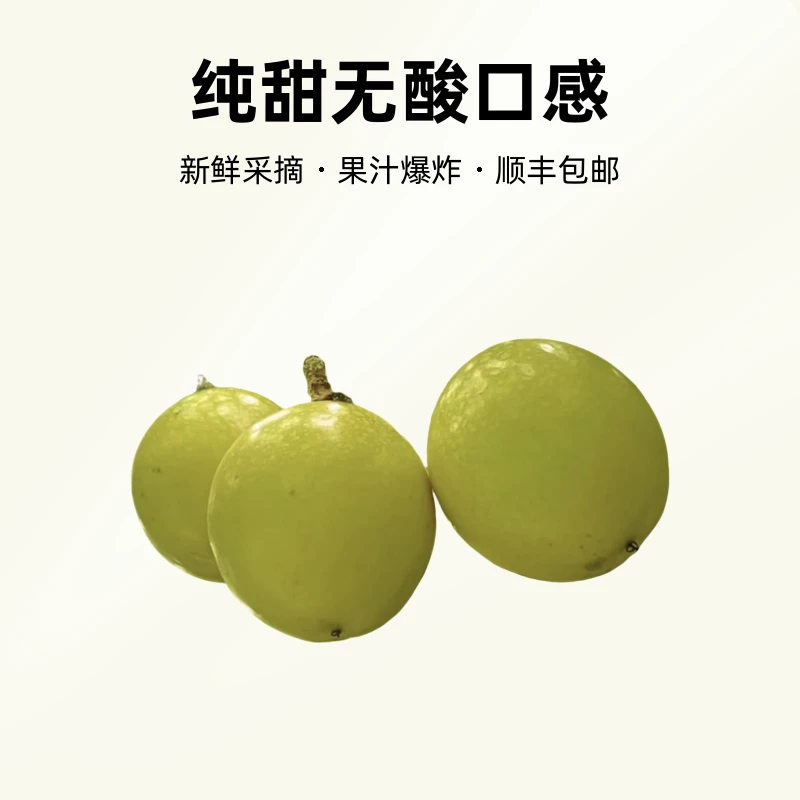 顺丰包邮广西河池精品钦密9号百香果 新鲜采摘果汁爆炸 纯甜无酸