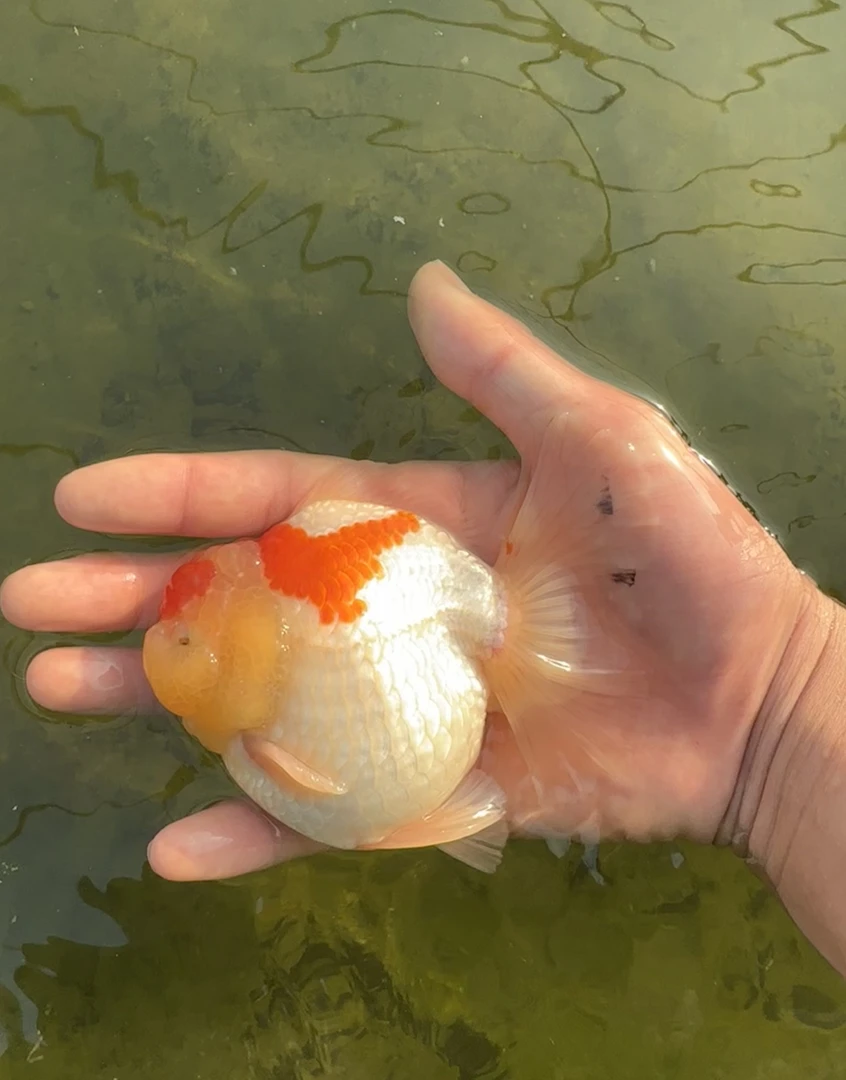 四方观赏鱼直播间链接